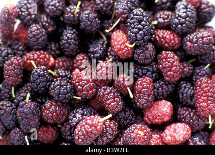 Mulberry Stockfoto