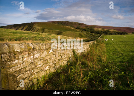 Steinmauer in der Otterburn reicht im Northumberland National Park, uk Stockfoto