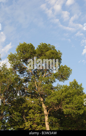 Baum in den Himmel. Stockfoto