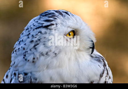 Schneeeule weibliche (Bubo Scandiacus), UK Stockfoto