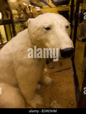 Anzeige in einem museum Stockfoto