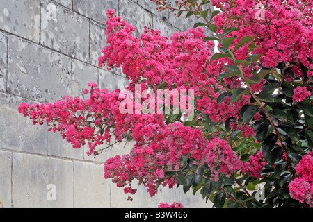 LAGERSTROEMIA INDICA Stockfoto