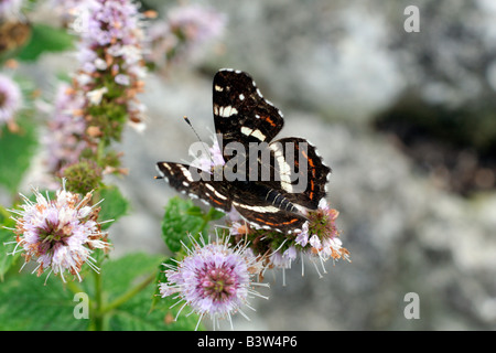 WHITE ADMIRAL SCHMETTERLING LADOGA CAMILLA FÜTTERUNG AUF WASSER MINZE MENTHA AQUATICA Stockfoto