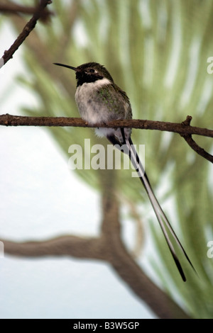 Der peruanische Elizakolibri (Thaumastura Cora) Kolibri. Brookfield Zoo Stockfoto