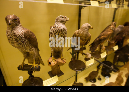 Zeigt in einem museum Stockfoto