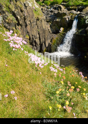 Einen hübschen Wasserfall und Blumen im abgelegenen Welcombe Mund Bay in North Devon, England UK Stockfoto