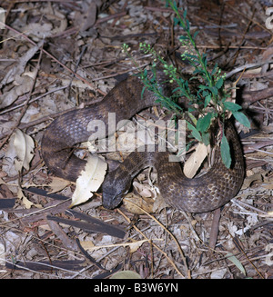 Schlange, Acanthophis Praelongus, Death Adder Stockfoto