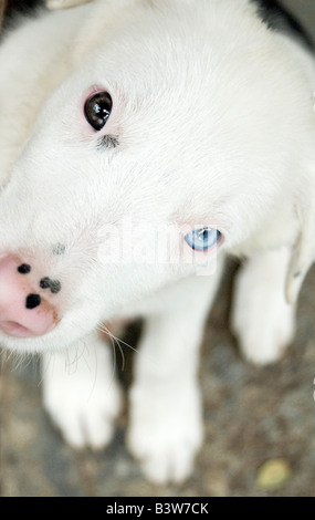 Albino Grenze Bollie mit Heterochromia Stockfoto