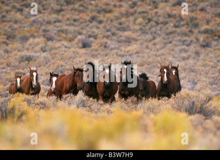 Herde von wilden Pferde galoppieren, hohe Wüste. Stockfoto