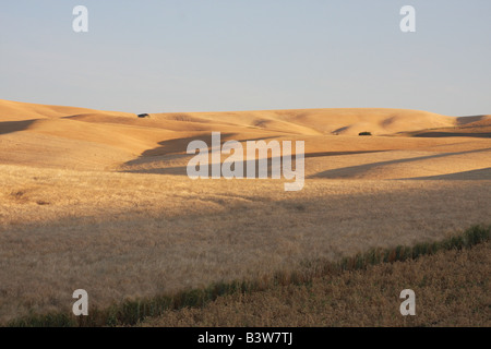 Wheatfields nehmen einen Goldton, wie die Sonne in der Palouse Region im südöstlichen Washington, in der Nähe von Pullman, WA (USA). Stockfoto