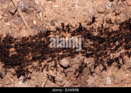 Treiber oder afrikanischen Armee Ameisen Dorylus sp Soldaten bewachen eine Spalte von Arbeitnehmern, die beim Überqueren einer Straße im Regenwald von Ghana Stockfoto