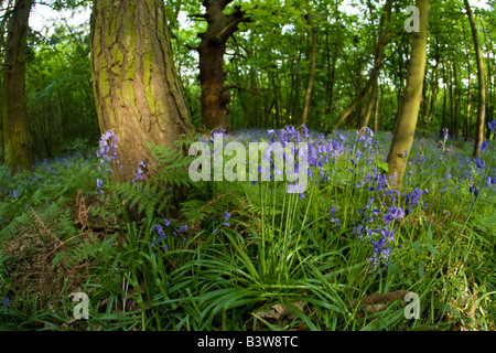 Glockenblumen in Wäldern am Haughmond Hügel an einem sonnigen Frühlingstag Shropshire England Großbritannien GB Großbritannien britische Inseln Stockfoto