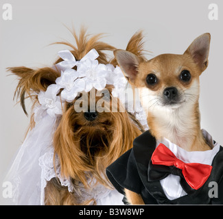 Meine Hunde am Tag ihrer Hochzeit Stockfoto