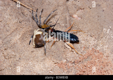 Spinne Jagd Wespe Pompilidae ziehen eine große Kugel-Web-Spider Megaraneus Gabonensis in ihrer Höhle im Regenwald von Ghana Stockfoto