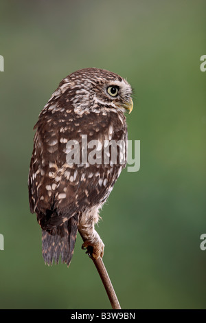 Steinkauz Athene Noctua gehockt Filiale Potton Bedfordshire Stockfoto