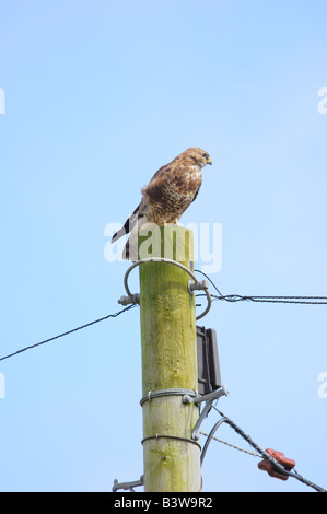Gemeinsamen Bussard Buteo Buteo hoch oben auf einem Telegrafenmast intensiv auf der Suche nach Beute Stockfoto