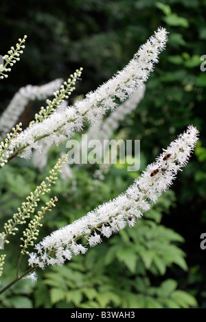 ACTAEA RACEMOSA AGM SYN CIMICIFUGA RACEMOSA Stockfoto