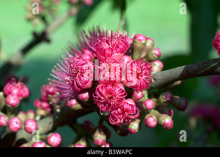 Die Blume der Syzygium Samarangense oder Eugenia Javanica ist eine Spezies in der Myrtaceae, einheimische Früchte von Indonesien Stockfoto