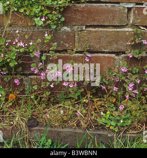 Boden-Efeu / Glechoma Hederacea Stockfoto