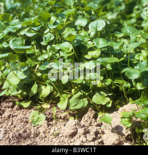 gemeinsame Scurvygrass / Cochlearia Officinalis Stockfoto