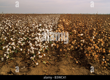 Weiße & Beige Baumwollanbau in Feld. Stockfoto