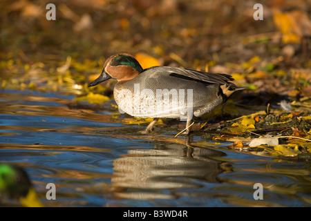 Krickente (Anas Vogelarten) am Teich im Herbst fallen.  UK Stockfoto