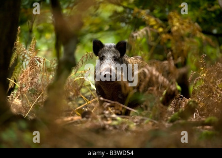 VEREINIGTES KÖNIGREICH. Forest of Dean. Wildschwein (Sus Scrofa) in Laubwald. Stockfoto