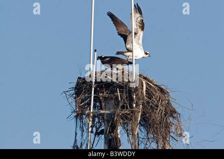 Paar der Fischadler auf Nest gebaut, an der Spitze der Mast des Schiffes im Hafen von San Diego. Stockfoto