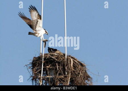 Paar der Fischadler auf Nest gebaut, an der Spitze der Mast des Schiffes im Hafen von San Diego. Stockfoto