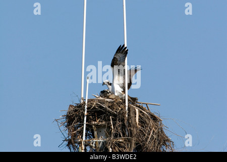 Paar der Fischadler auf Nest gebaut, an der Spitze der Mast des Schiffes im Hafen von San Diego. Stockfoto