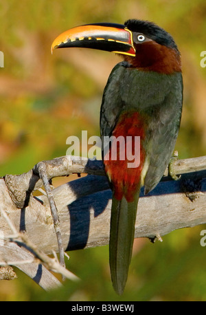 Südamerika, Brasilien, Pantanal. Porträt von Kastanie-Schmuckschildkröte Aracari ruht auf Ast. Stockfoto