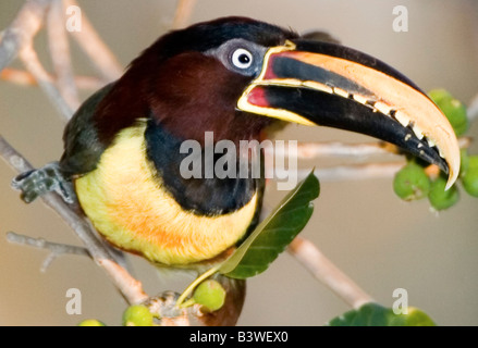 Südamerika, Brasilien. Kastanien-Schmuckschildkröte Aracari im Feuchtgebiet Pantanal. Stockfoto