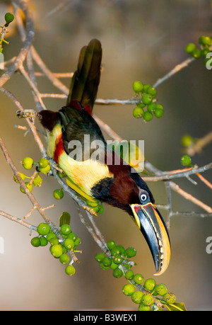 Südamerika, Brasilien. Kastanien-Schmuckschildkröte Aracari im Feuchtgebiet Pantanal. Stockfoto