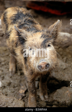 Südamerika, Ecuador, Manta. Kleine Stadt von El Aromo, Scheunenhof Schwein entdeckt. Stockfoto