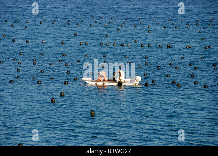 Mexiko, Sonora, Guaymas. Perlenfarm, Austern sammeln. Stockfoto