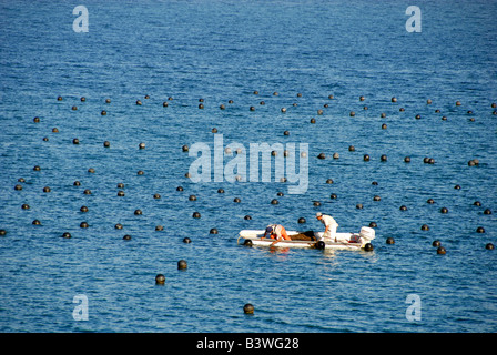 Mexiko, Sonora, Guaymas. Perlenfarm, Austern sammeln. Stockfoto