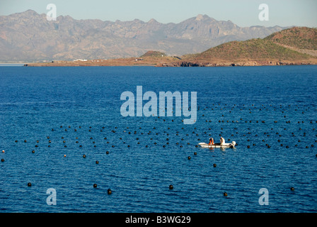 Mexiko, Sonora, Guaymas. Perlenfarm, Austern sammeln. Stockfoto