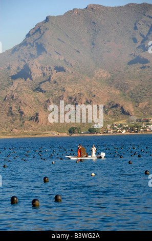 Mexiko, Sonora, Guaymas. Perlenfarm, Austern sammeln. Stockfoto