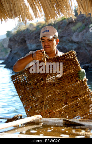 Mexiko, Sonora, Guaymas. Perlenfarm Austernbänke überprüfen. Stockfoto