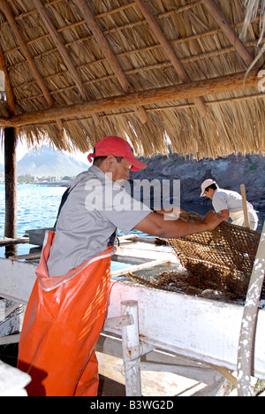 Mexiko, Sonora, Guaymas. Perlenfarm Austernbänke überprüfen. Stockfoto