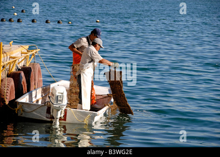 Mexiko, Sonora, Guaymas. Perlenfarm Austernbänke überprüfen. Stockfoto