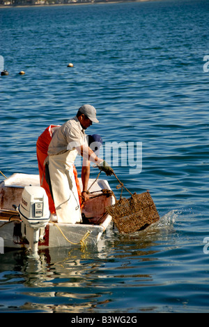 Mexiko, Sonora, Guaymas. Perlenfarm Austernbänke überprüfen. Stockfoto