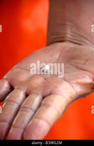 Mexiko, Sonora, Guaymas. Perlenfarm. Stockfoto