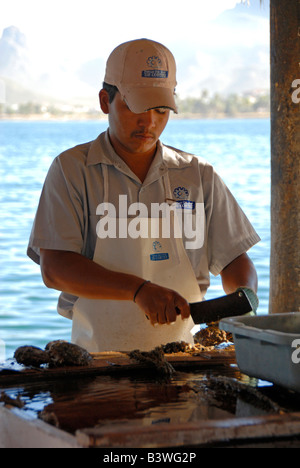 Mexiko, Sonora, Guaymas. Perlenfarm, Reinigung Austernschalen. Stockfoto