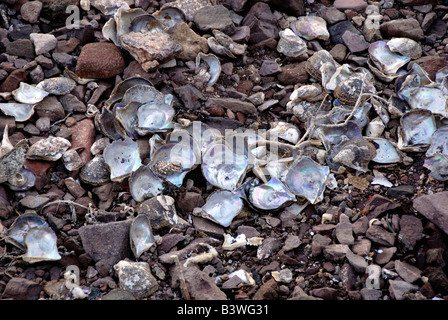 Mexiko, Sonora, Guaymas. Perlenfarm, Regenbogen lipped Oyster. Stockfoto