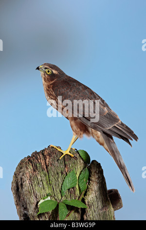 Juvenile Männchen Sparrowhawk Accipiter Nisus gehockt Altpörtel Potton Bedfordshire Stockfoto