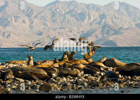 Mexiko, Baja California, Bahia de Las Animas Stockfoto