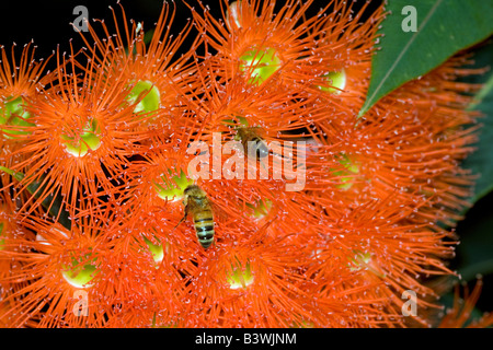 Europäische Honigbiene oder westlichen Honig Biene (Apis Mellifera) sammeln Nektar aus Eukalyptus (Gum) Blütenbäumen, Australien. Stockfoto