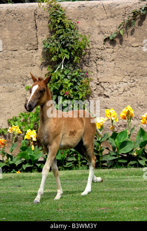 Südamerika, Peru, Lima. Historischen peruanischen Paso Horse Ranch, Chacra Tres Canas. Sorrel Stutfohlen. Eigenschaft & Modell veröffentlicht. Stockfoto