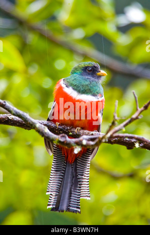 Süd-Amerika, Costa Rica, San Gerardo de Dota, Rio Savegre. Nahaufnahme des männlichen Kragen Trogon Unterseite. Stockfoto